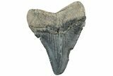 Juvenile Megalodon Tooth - South Carolina #312108-1